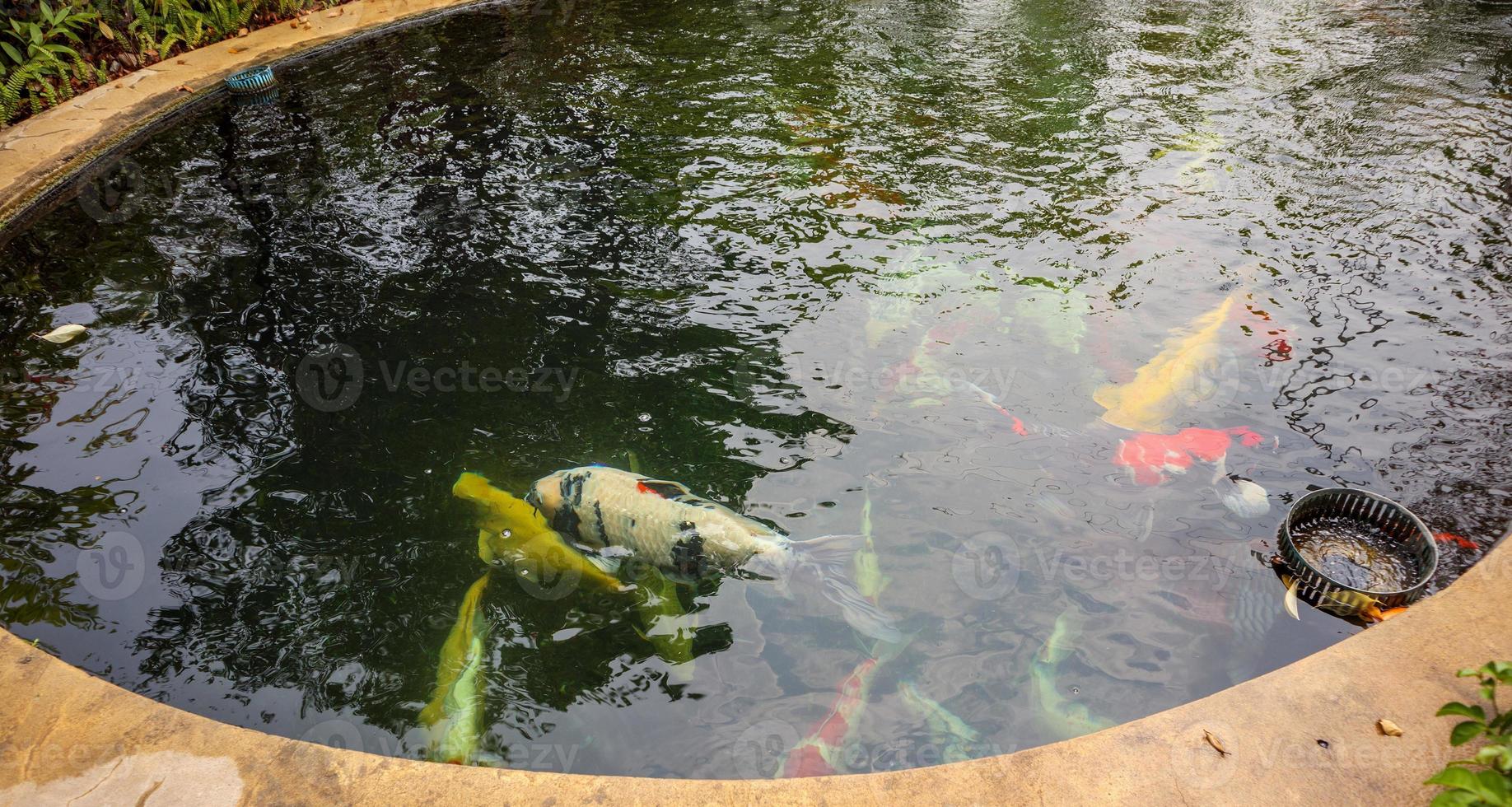 colorful fancy carps koi fish in garden pond photo