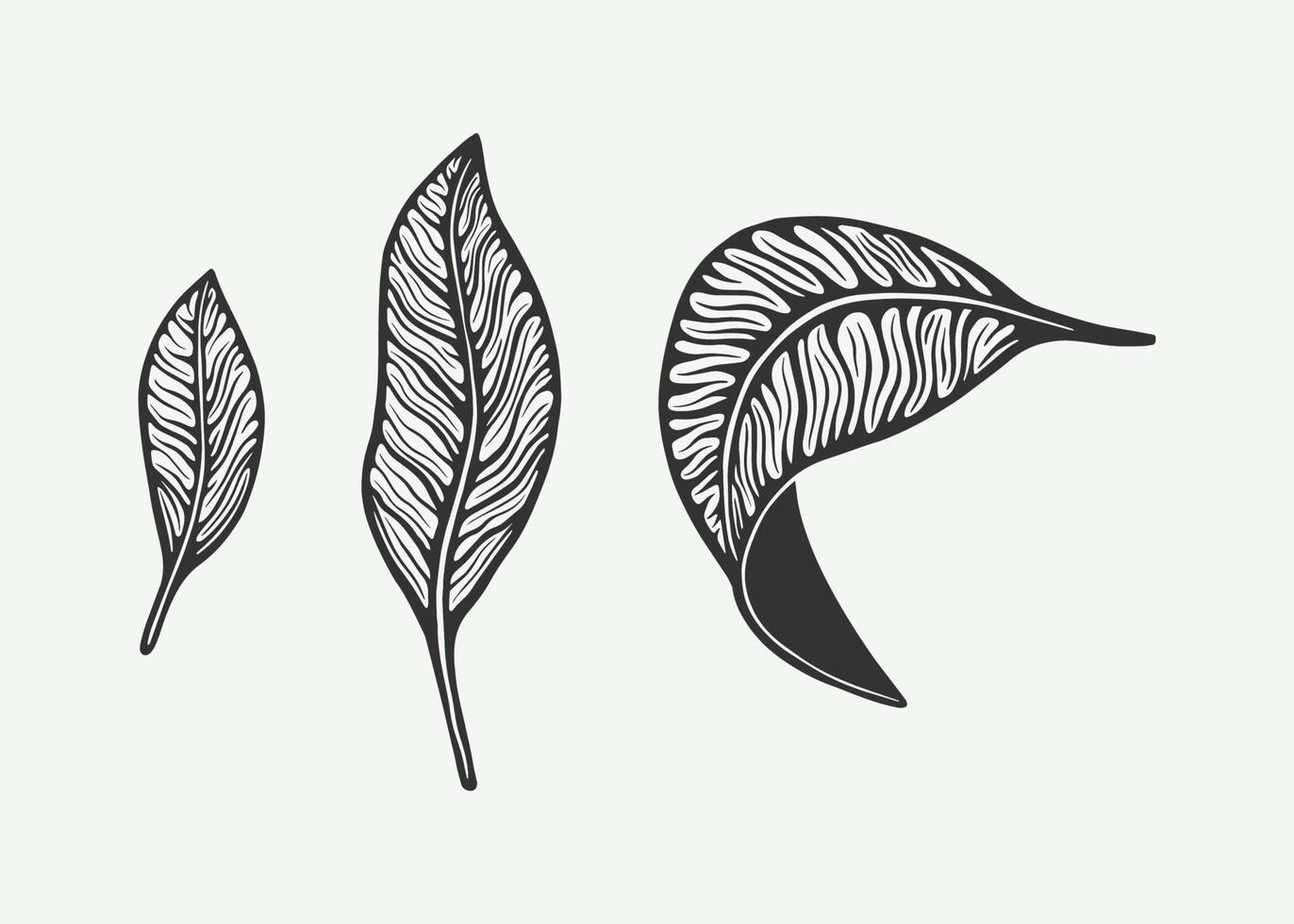 Retro vintage coffee or tea leafs. Can be used for logo, badge or emblem design. Line woodcut style. Monochrome Graphic Art. Vector Illustration.
