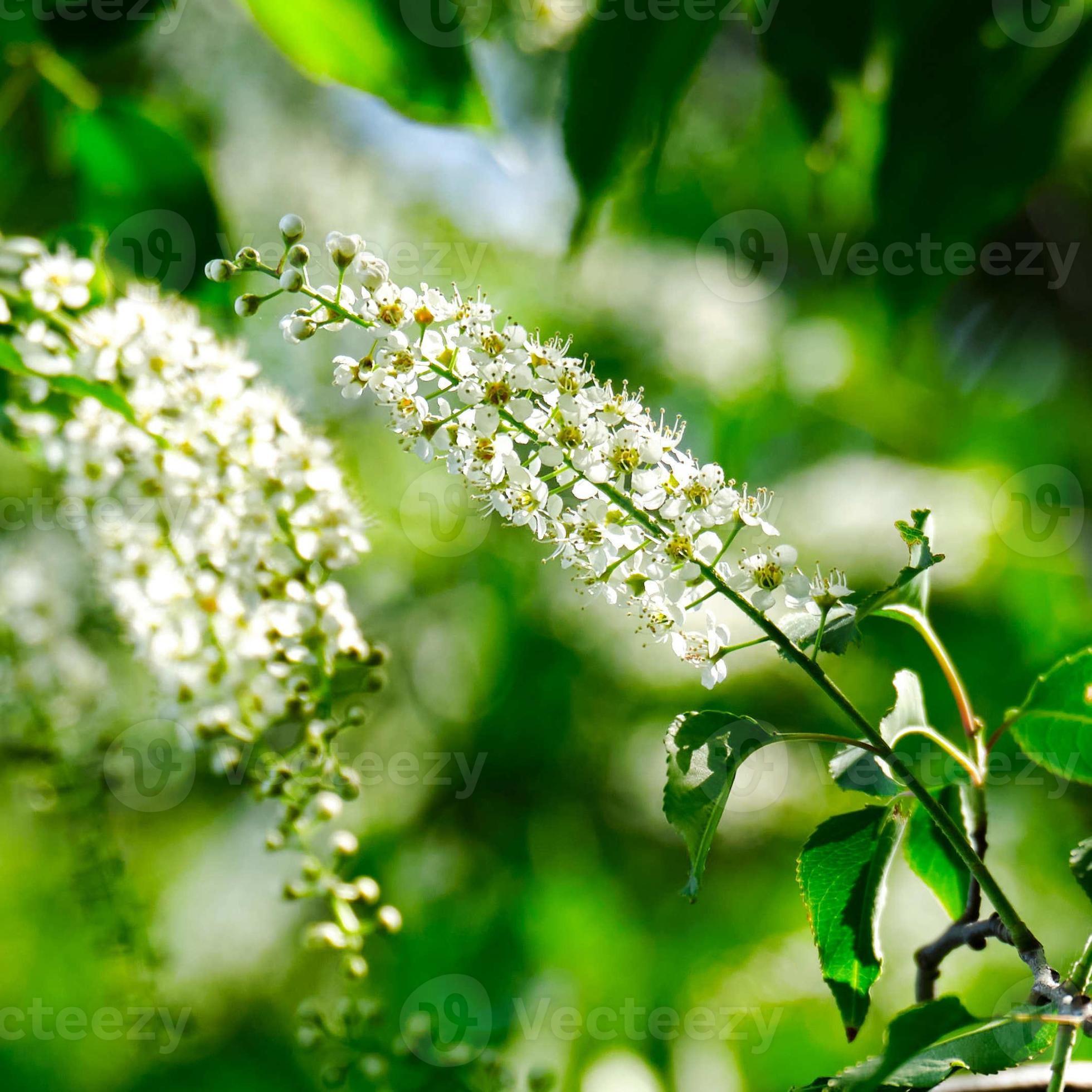 Black cherry tree flowers in Ohio 12580245 Stock Photo at Vecteezy