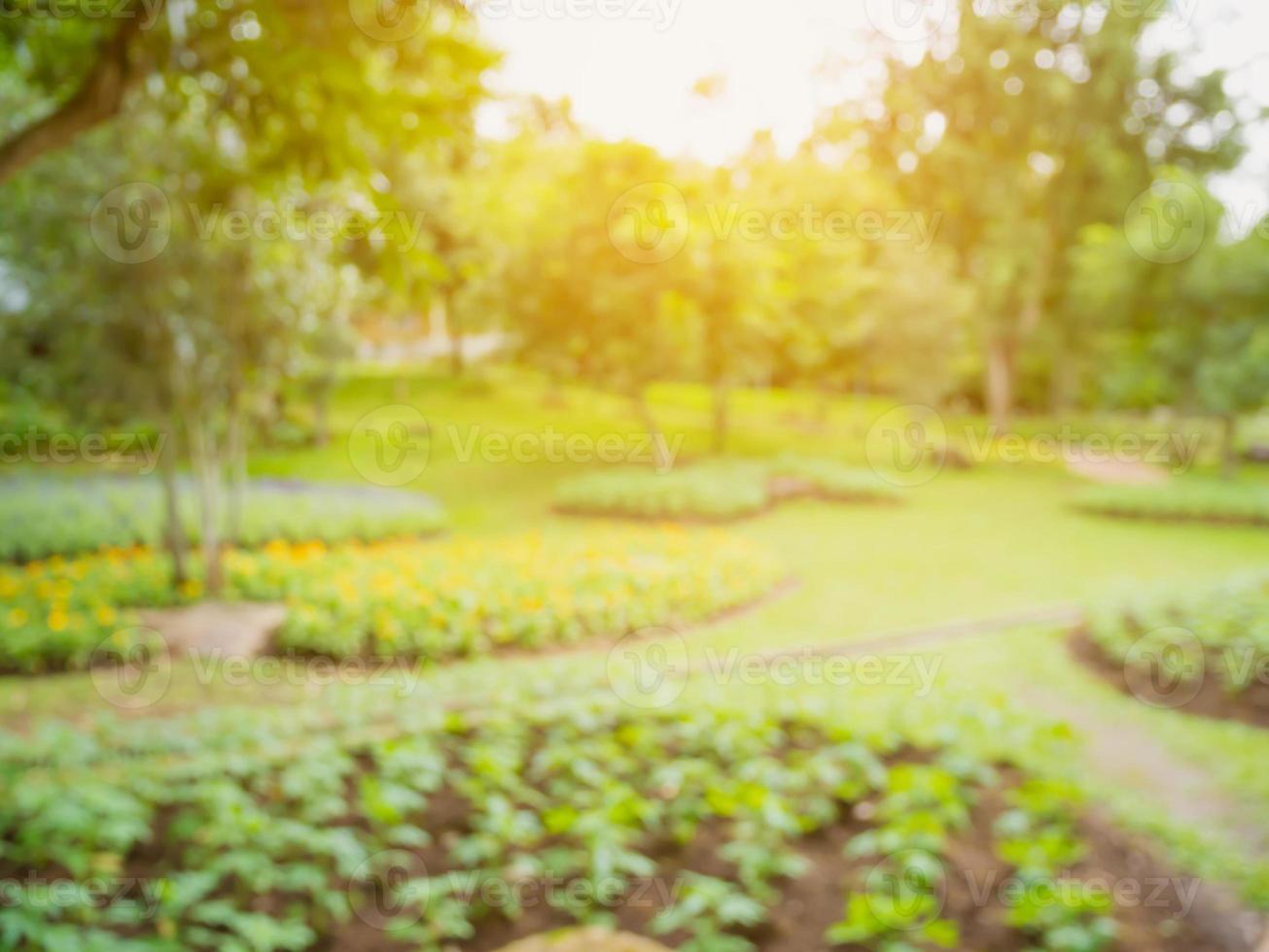 Blur park natural background photo