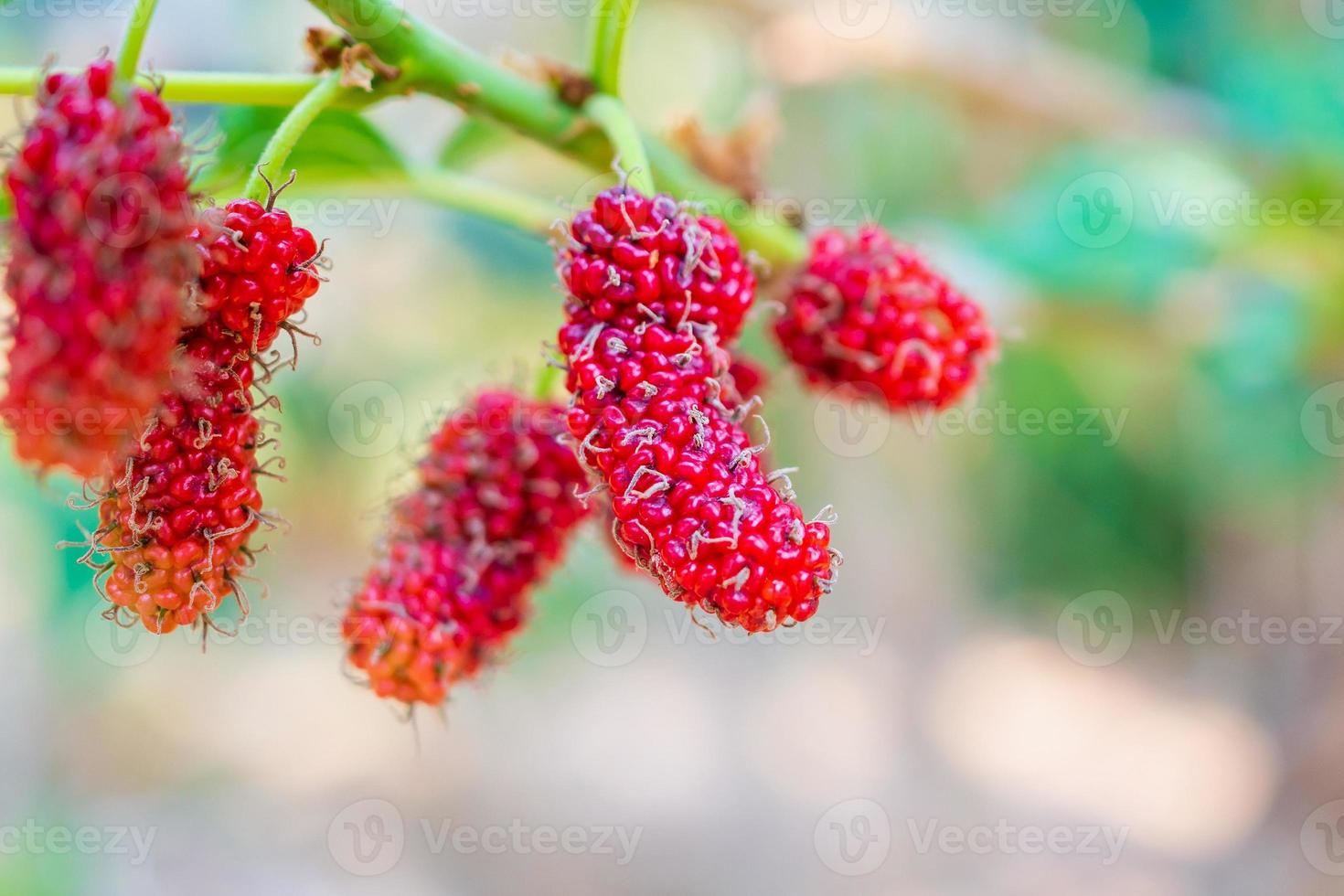 Fresh red mulberry fruits on tree branch photo