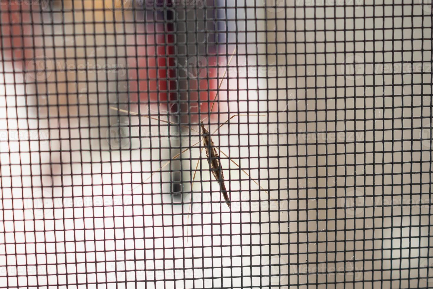 mosquito net wire screen on house window protection against insect photo