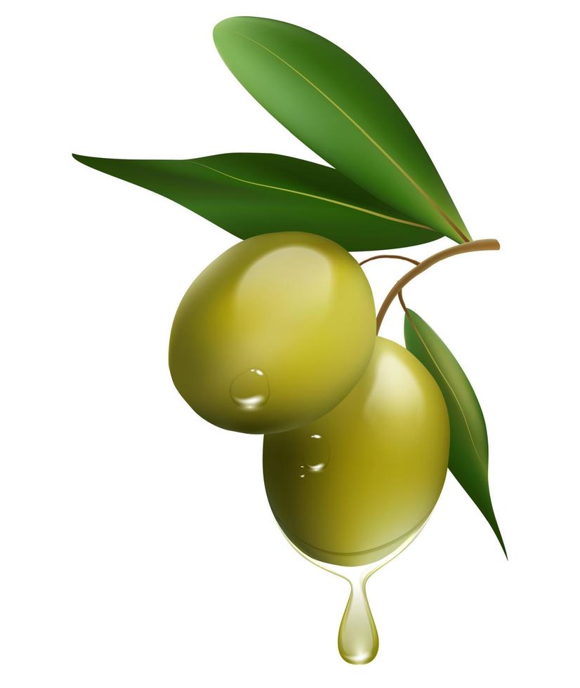 Green olive branch isolated on white background. realistic vector illustration
