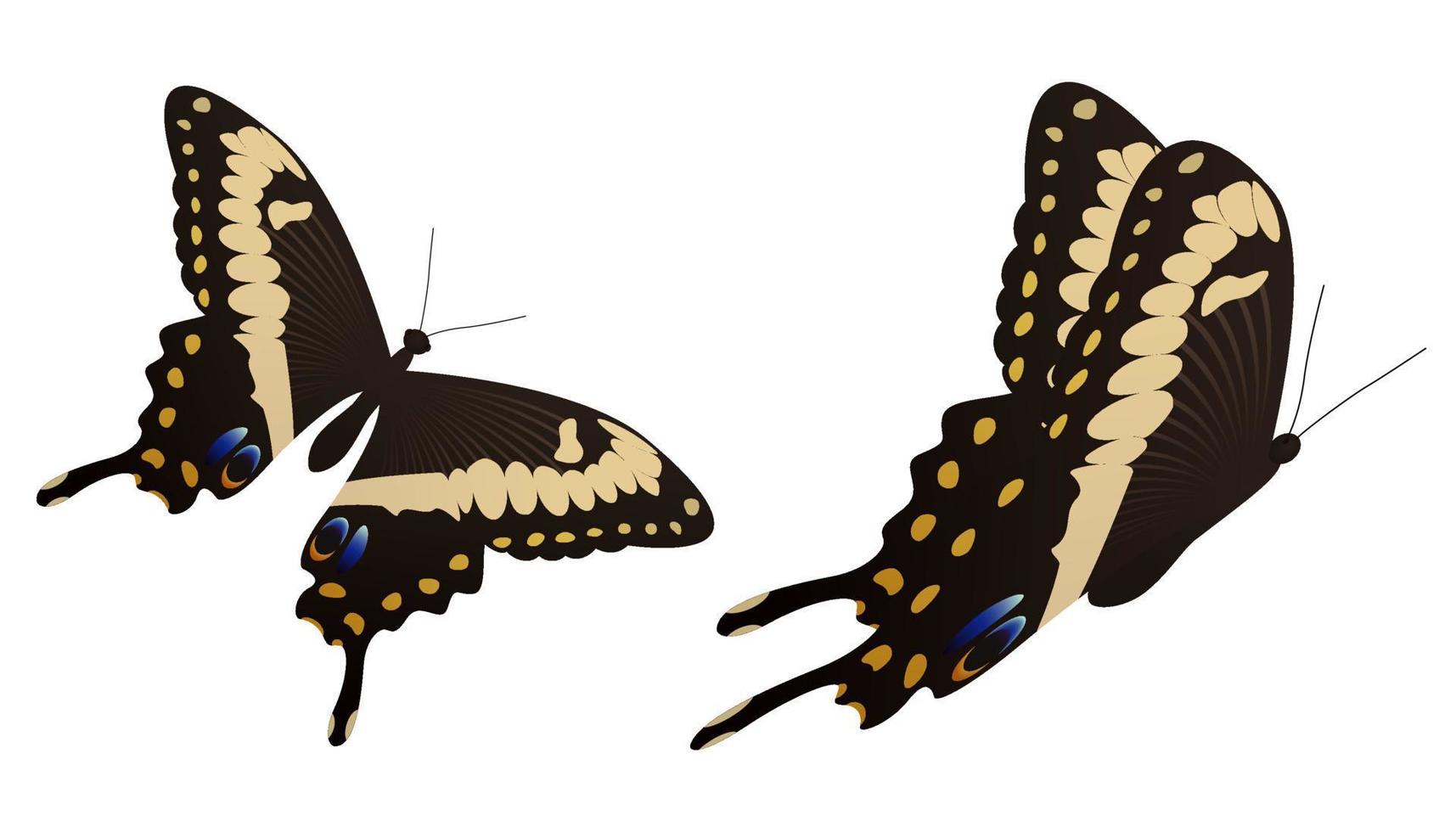 The black swallowtail butterfly vector illustration