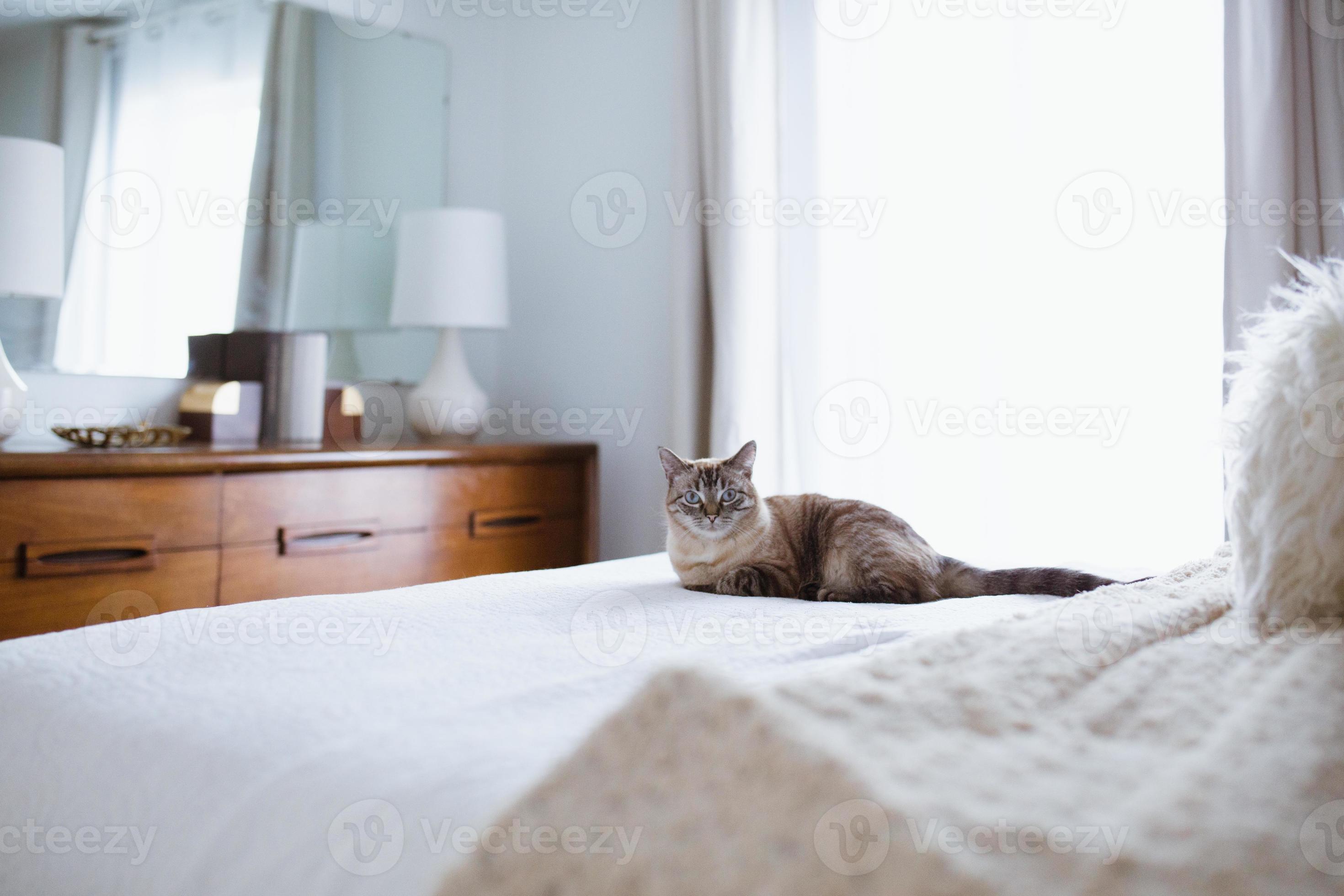 Cat lays on bed in bedroom 12580561 Stock Photo at Vecteezy