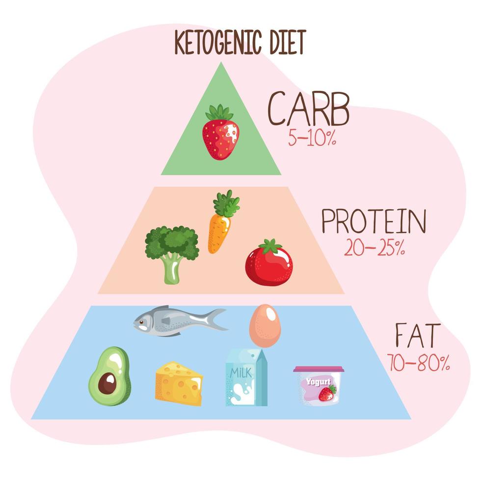 keto dieting pyramid vector