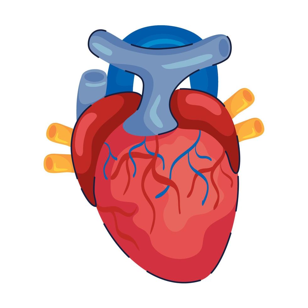 heart organ human vector