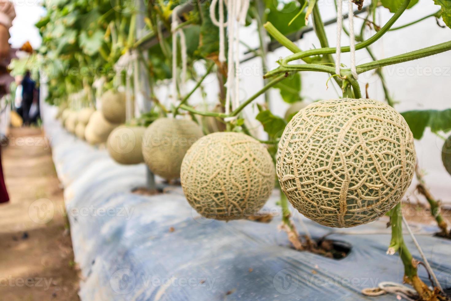 Plantas de melones de melón japonés verde fresco que crecen en un