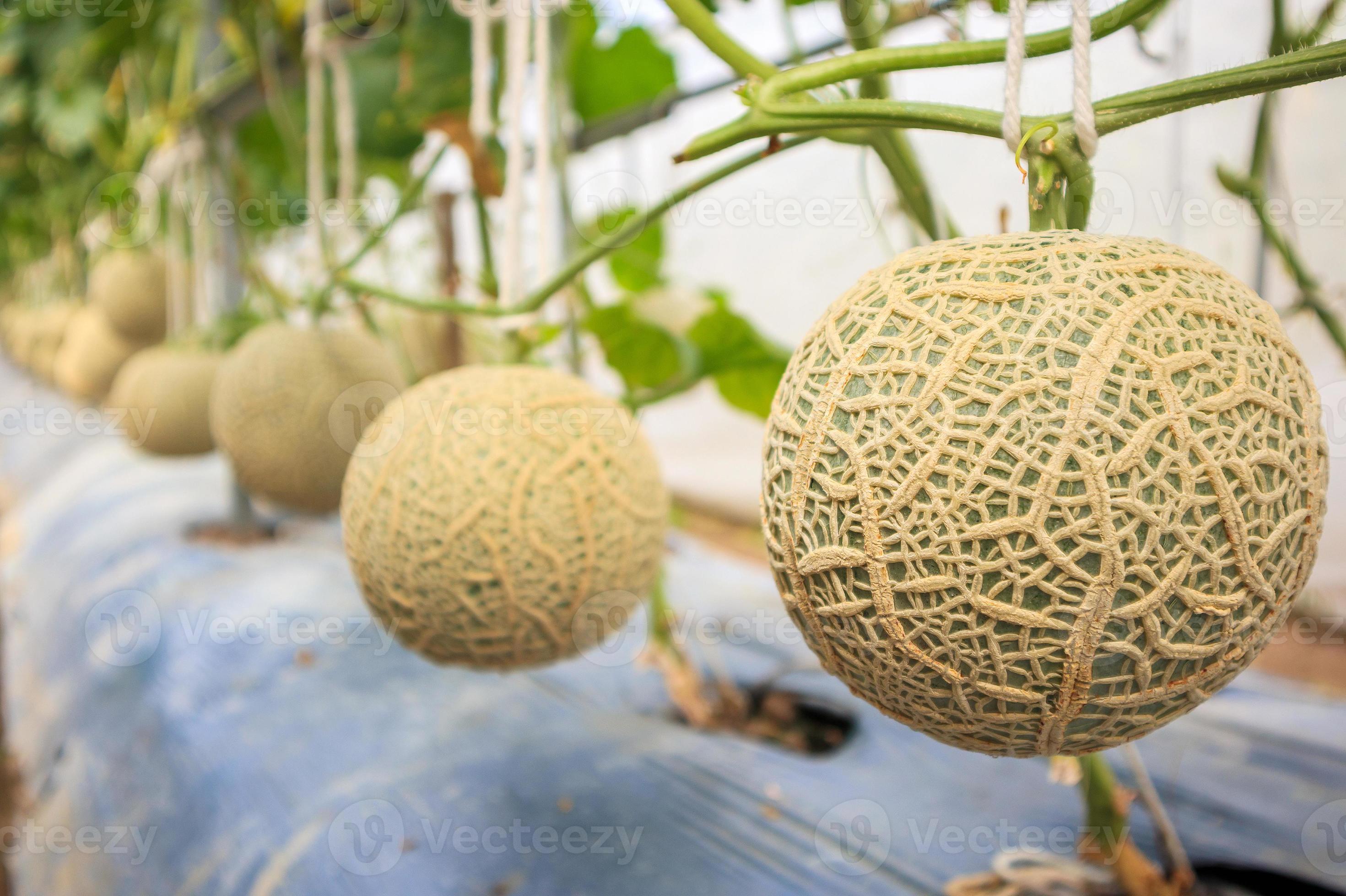 Plantas de melones de melón japonés verde fresco que crecen en un