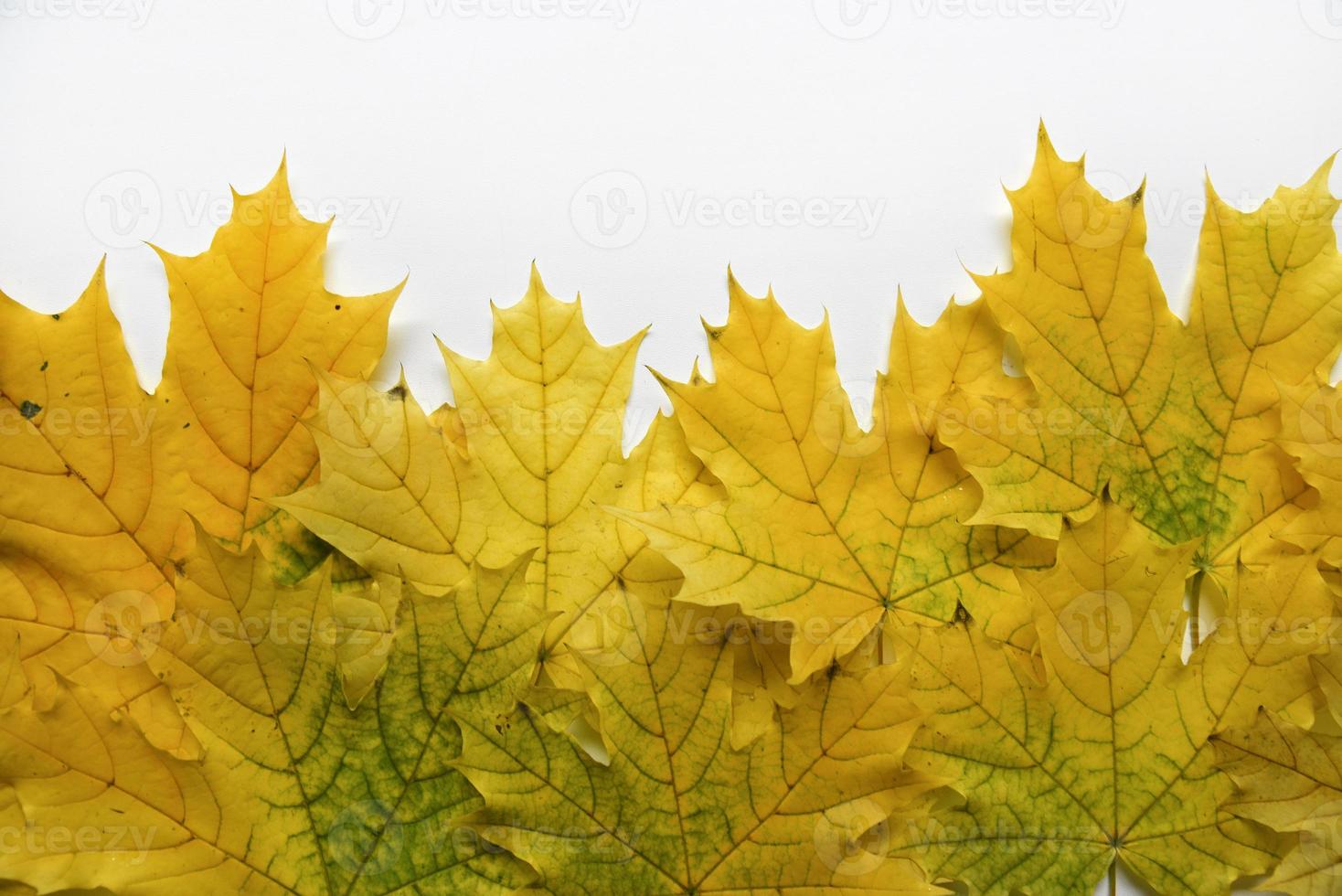 Yellow and green maple leaves and a white background on top. Beautiful maple flowers and white background. photo