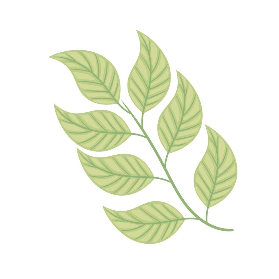 mint leafs branch vector