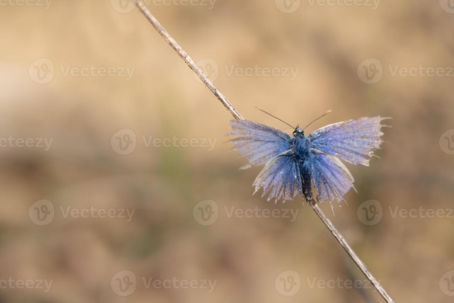 A small old blue butterfly, a common blue, sits on a dry twig. The wings are frayed at the edges photo