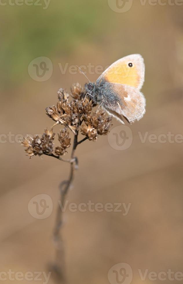 A small variegated butterfly  perches on the tip of a dry twig against a brown background in portrait format photo