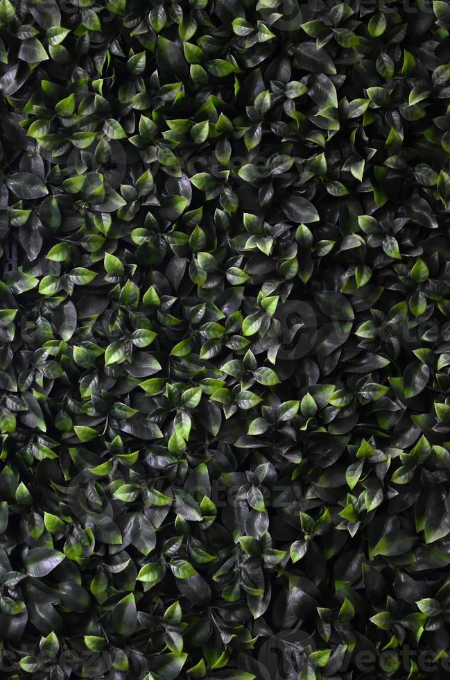 Green ivy grows along the wall. Texture of dense thickets of wild vine photo