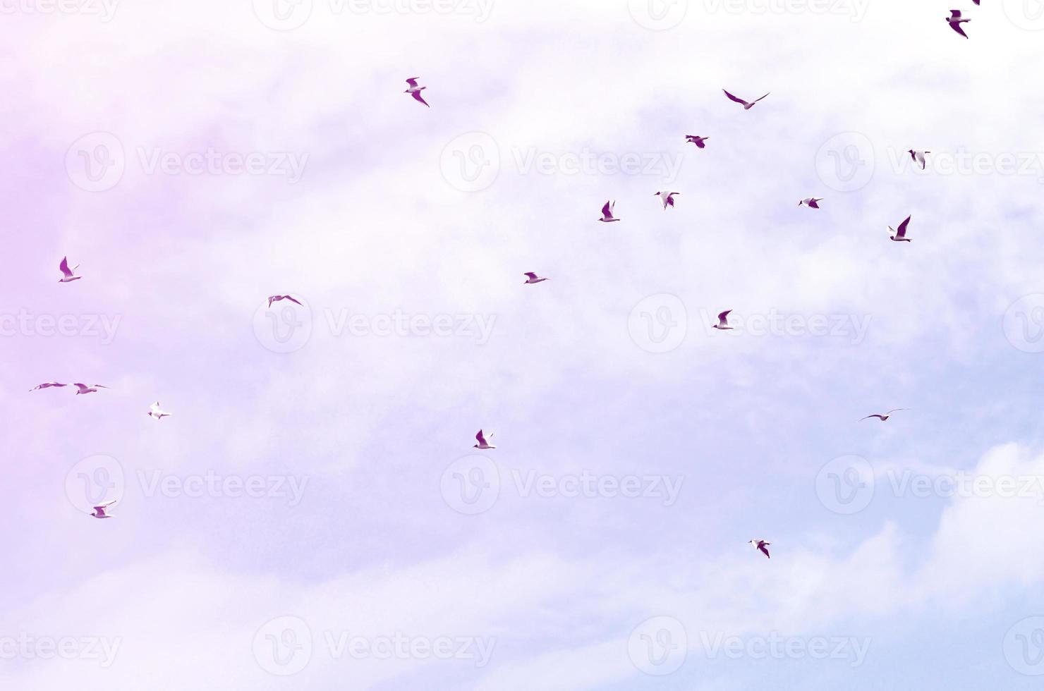 A lot of white gulls fly in the cloudy blue sky photo