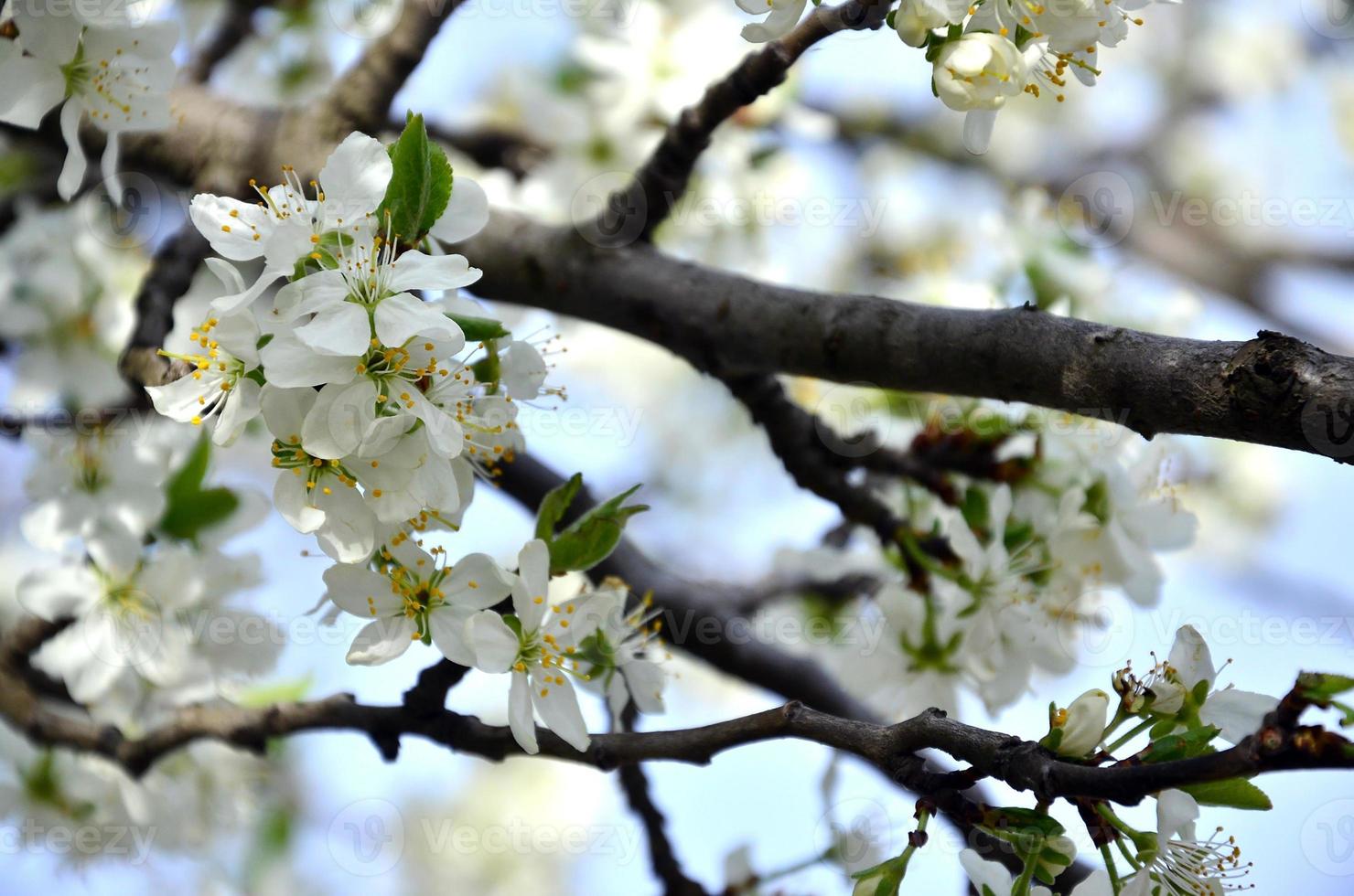 Flowering branch of apricot tree. Early flowering of trees in April photo