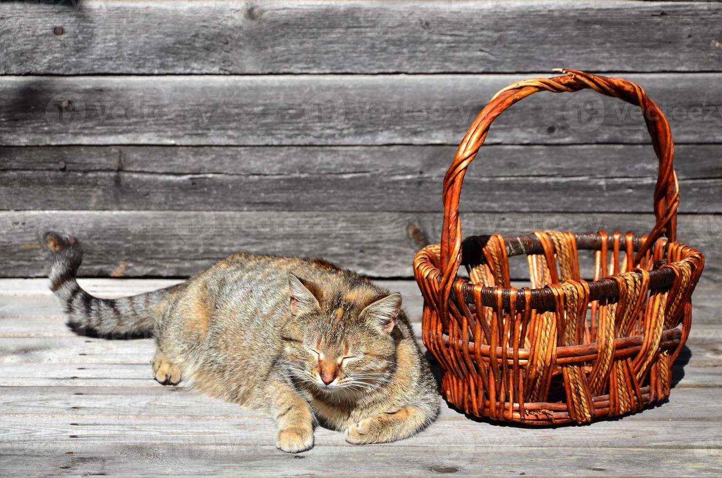 A thick cat is located next to an empty wicker basket lies on a wooden surface photo