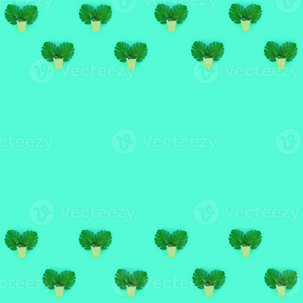 Tropical palm monstera leaves lies in a pastel pails on a colored background. Flat lay trendy minimal pattern. Top view photo
