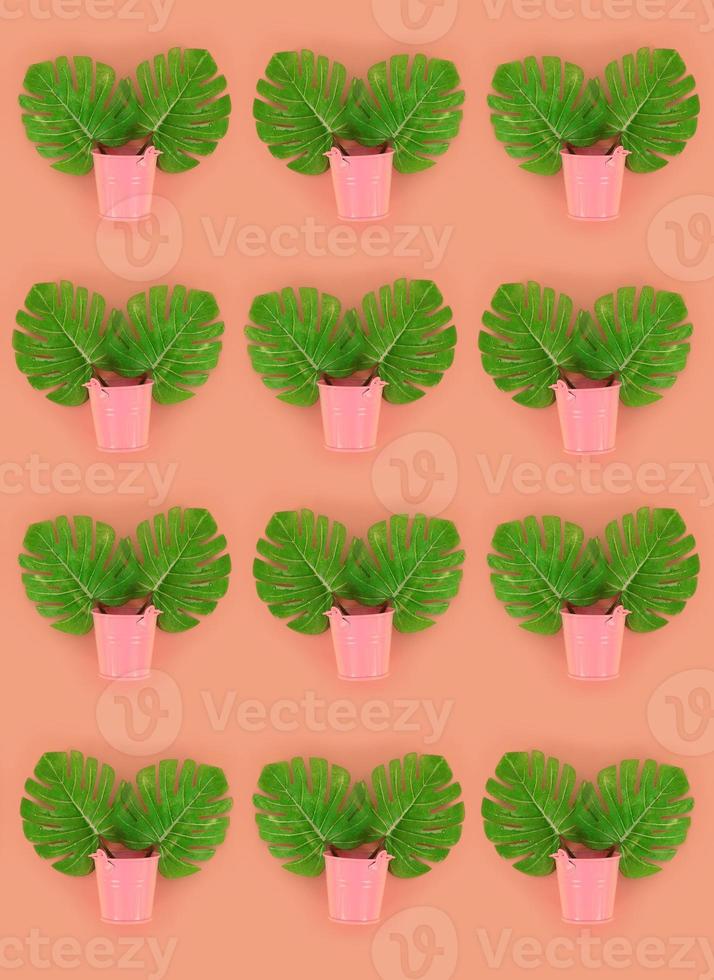 Tropical palm monstera leaves lies in a pastel pails on a colored background. Flat lay trendy minimal pattern. Top view photo