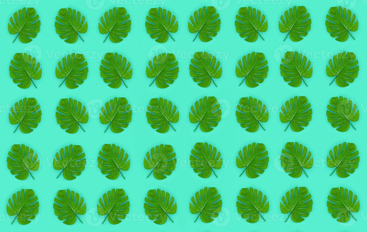 Tropical palm monstera leaves lies on a pastel colored paper. Nature summer concept pattern. Flat lay composition. Top view photo