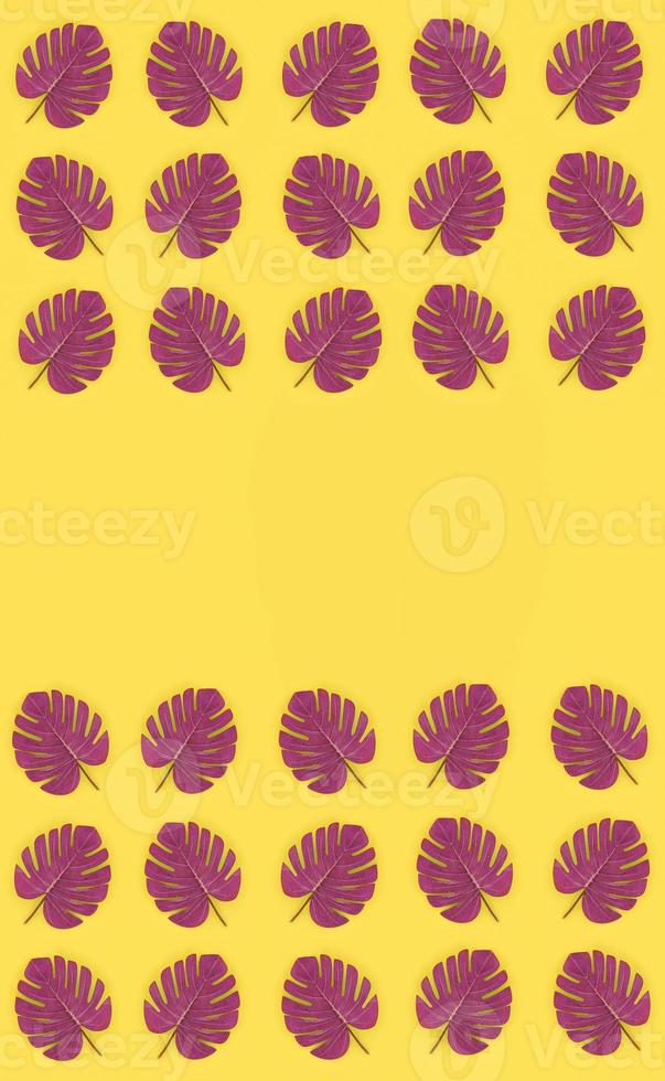 Tropical palm monstera leaves lies on a pastel colored paper. Nature summer concept pattern. Flat lay composition. Top view photo