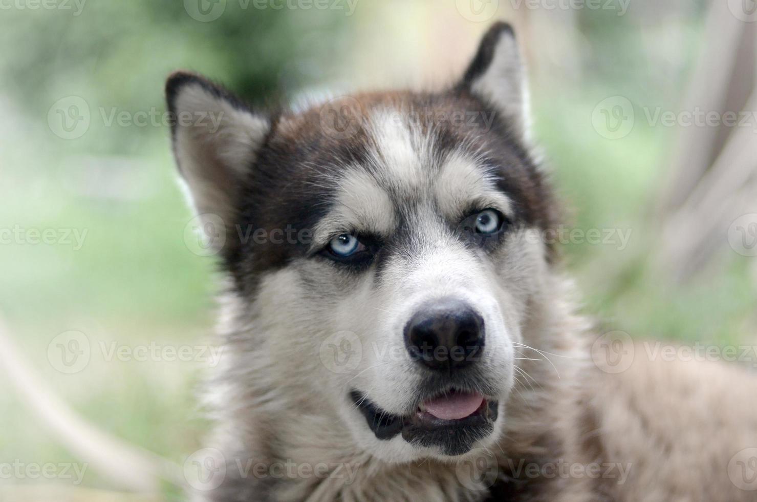 Arctic Malamute with blue eyes muzzle portrait close up. This is a fairly large dog native type photo