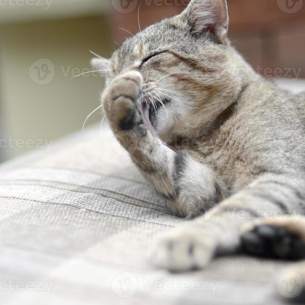 Portrait of tabby cat sitting and licking his hair outdoors and lies on brown sofa photo
