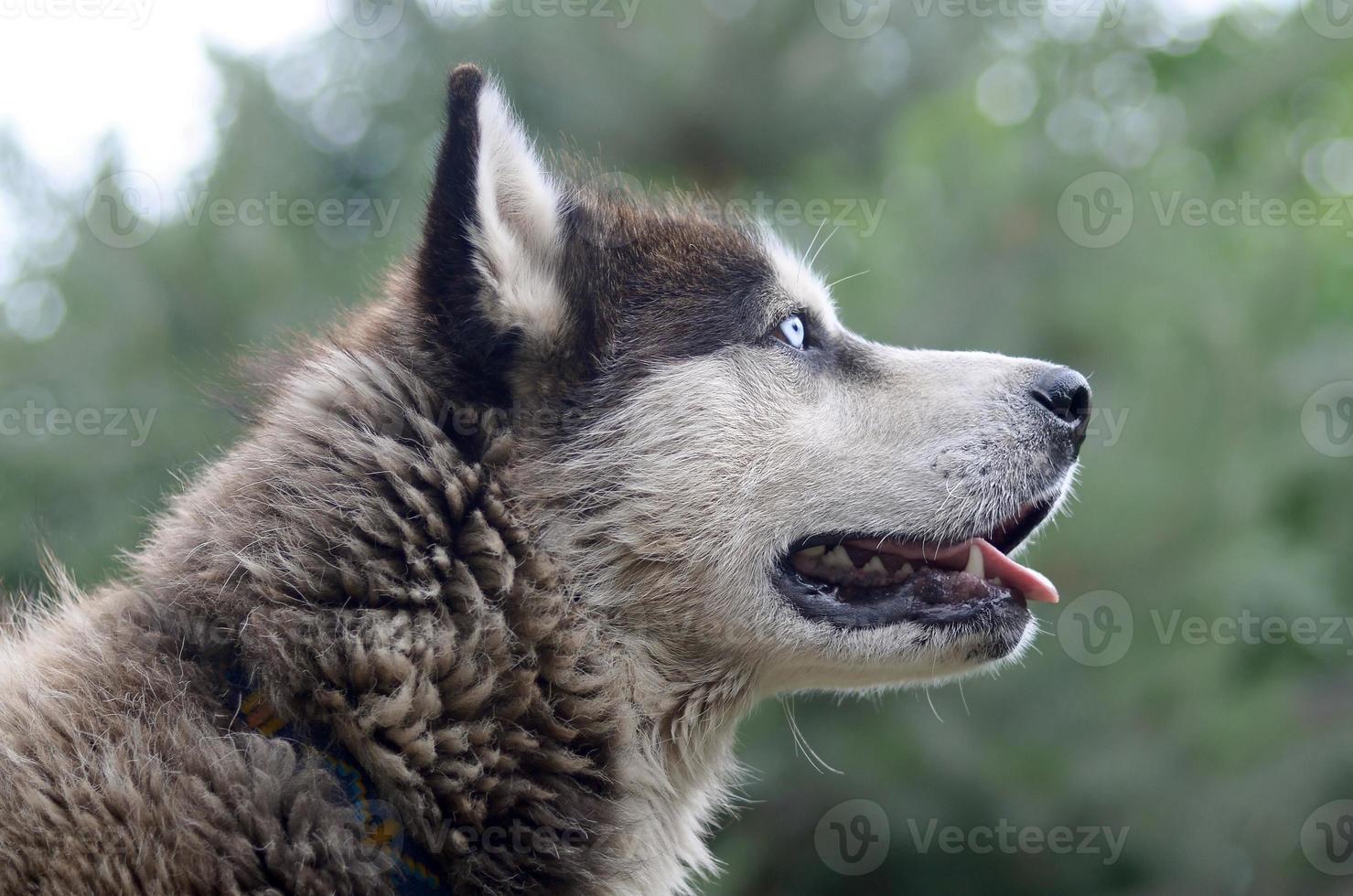 Arctic Malamute with blue eyes muzzle portrait close up. This is a fairly large dog native type photo
