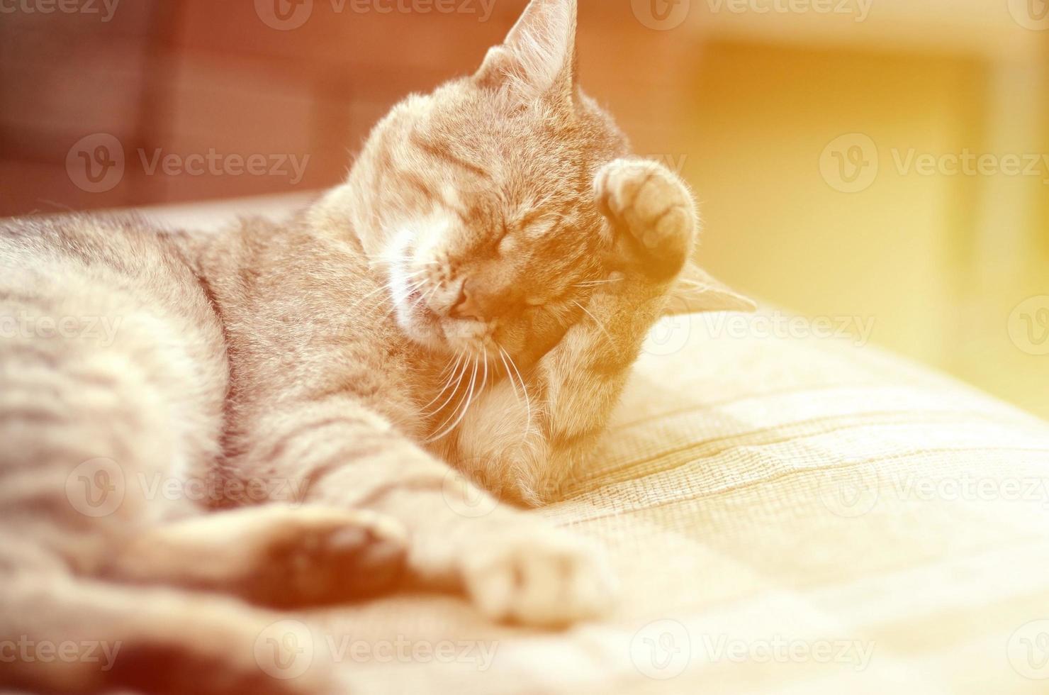 Portrait of tabby cat sitting and licking his hair outdoors and lies on brown sofa photo