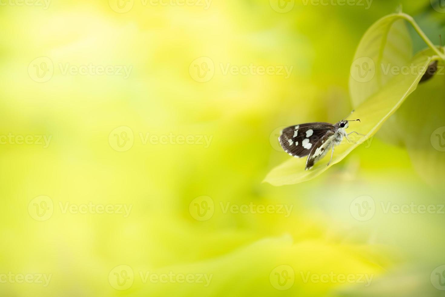 Close up Nature of butterfly of green leaf on blurred greenery background in garden. Natural green leaves plants used as spring cover page greenery environment ecology lime green wallpaper photo