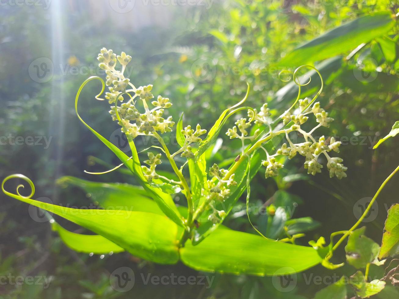 green leaves of unique flowers photo