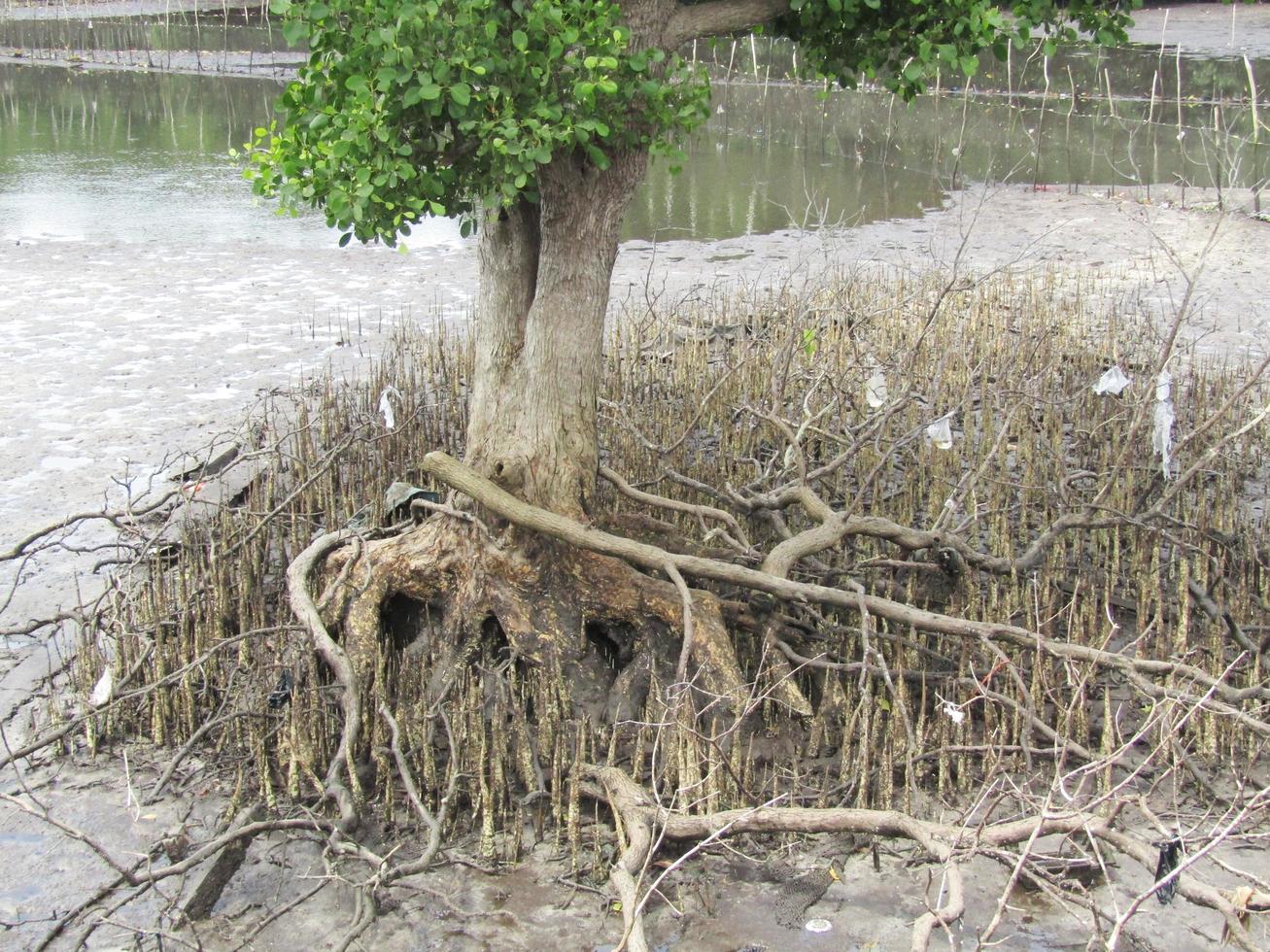 Plants on the edge of the sea eroded by the waves photo