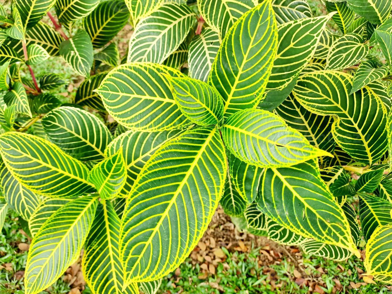 unique white green leaves photo