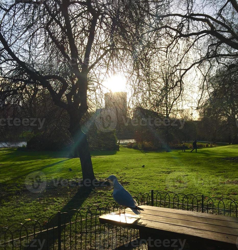 Bird standing on Bench Pro Photo