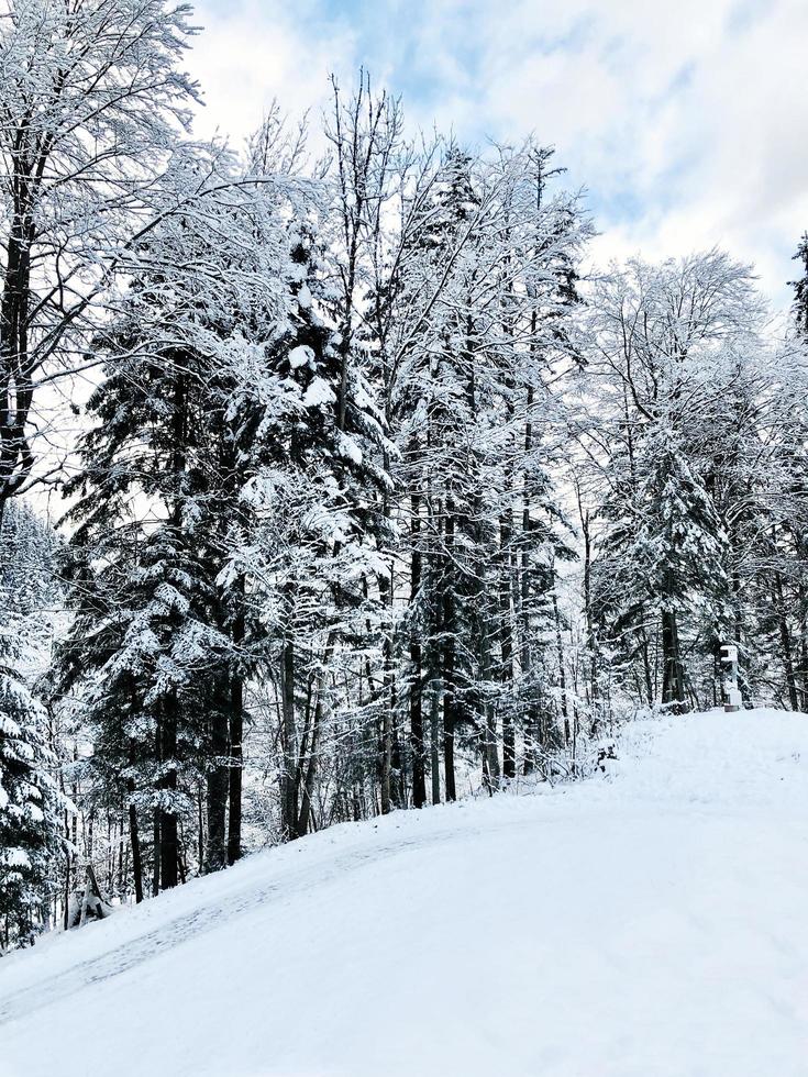 Hallstatt Winter snow mountain landscape the pine forest in upland valley leads to the old salt mine of Hallstatt in snowy day, Austria photo