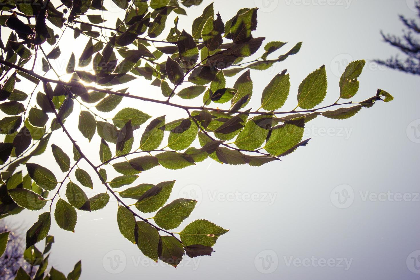 Tree branch with green leaves photo