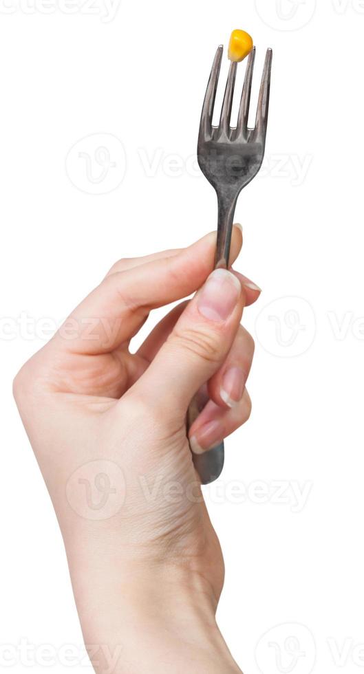 semilla de maíz amarillo empalada en un tenedor en la mano femenina foto