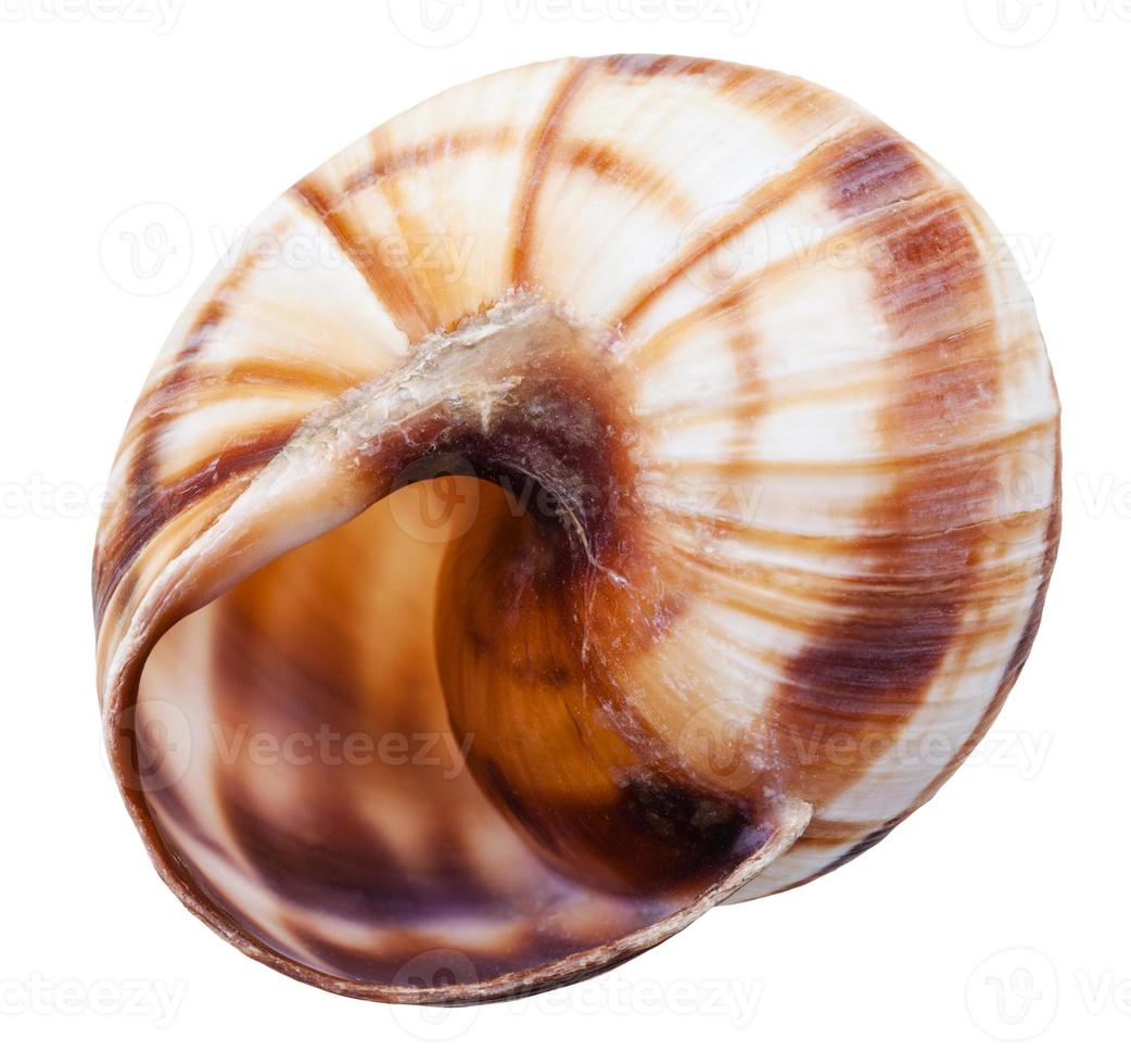 empty mollusk shell of land snail isolated photo