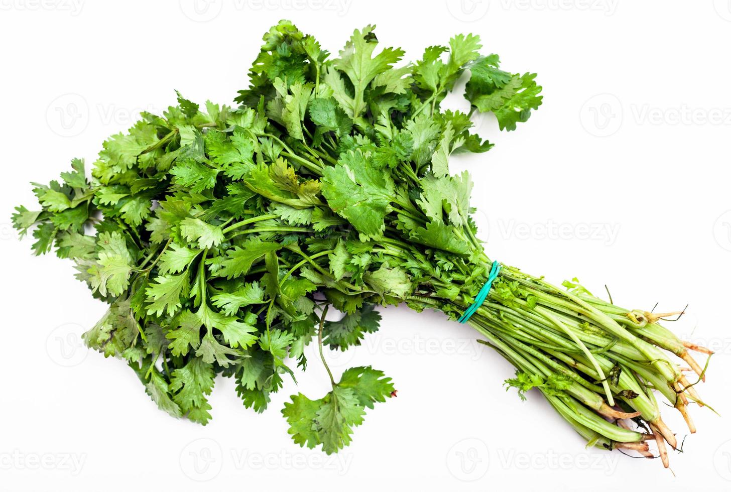 manojo de hierba de cilantro verde recién cortada en blanco foto