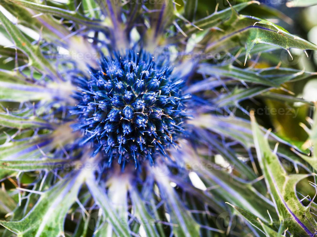 blue Thistle eryngium flower close up photo