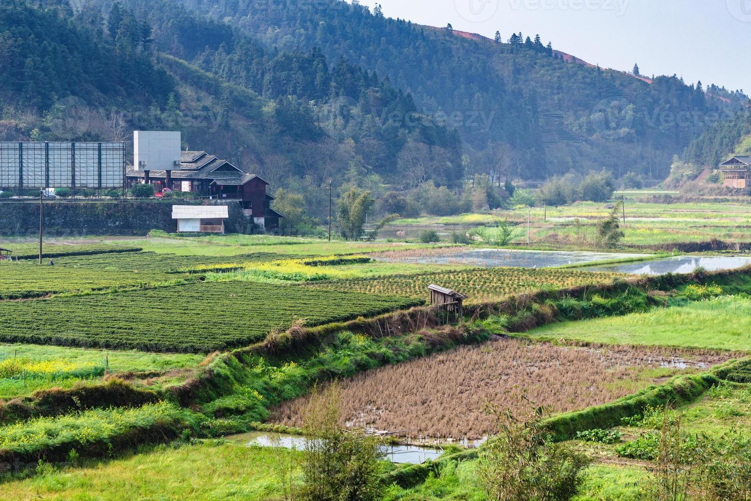 wet rice fields and tea plantation in Chengyang photo