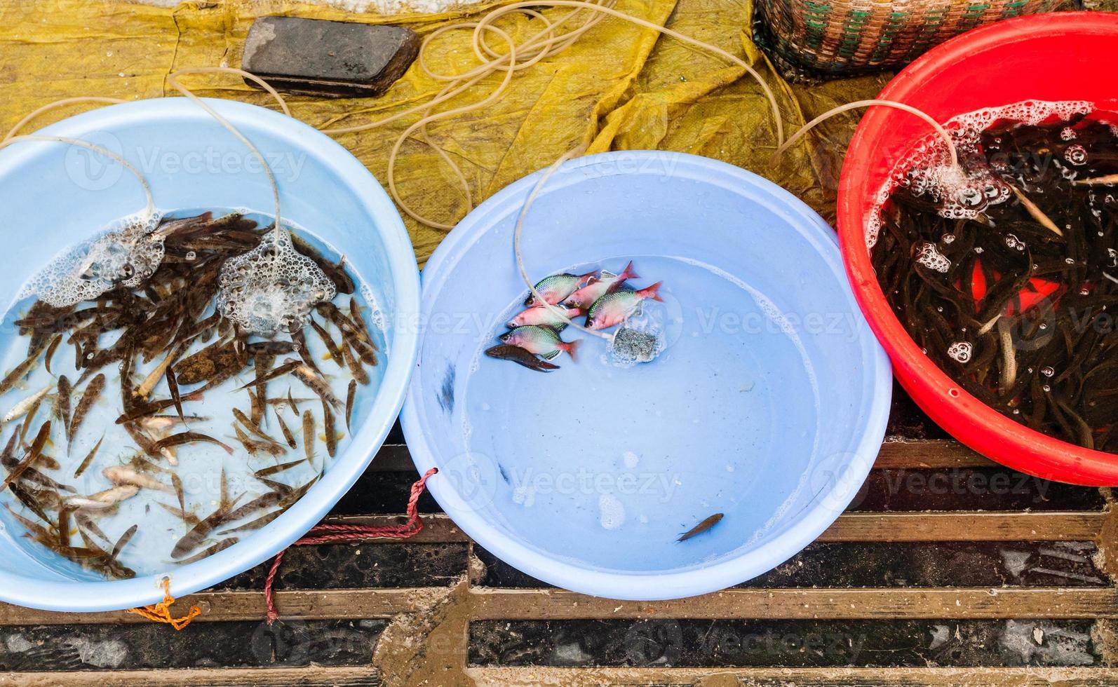 live river fishes on street outdoor market photo