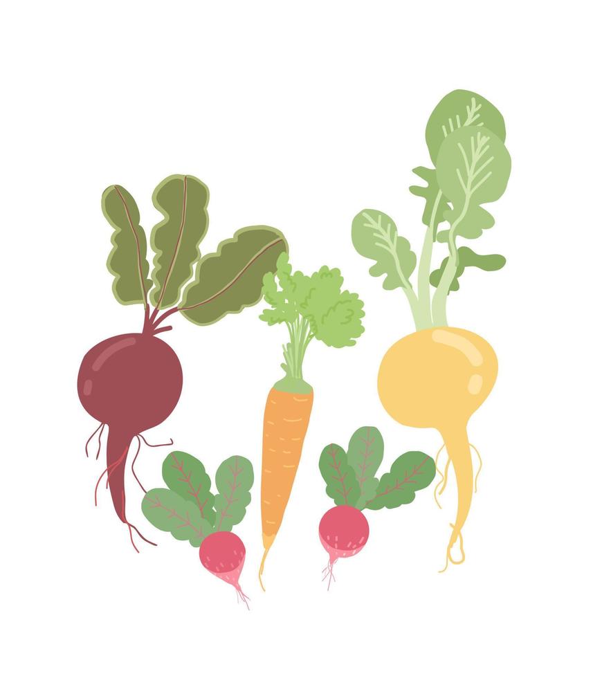 Set of different plants for growing vegetables with root structure. Beets, carrots, turnips, radishes. Vector illustration in flat style