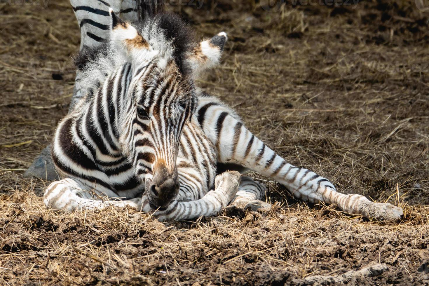 Baby zebra sitting on the ground. photo