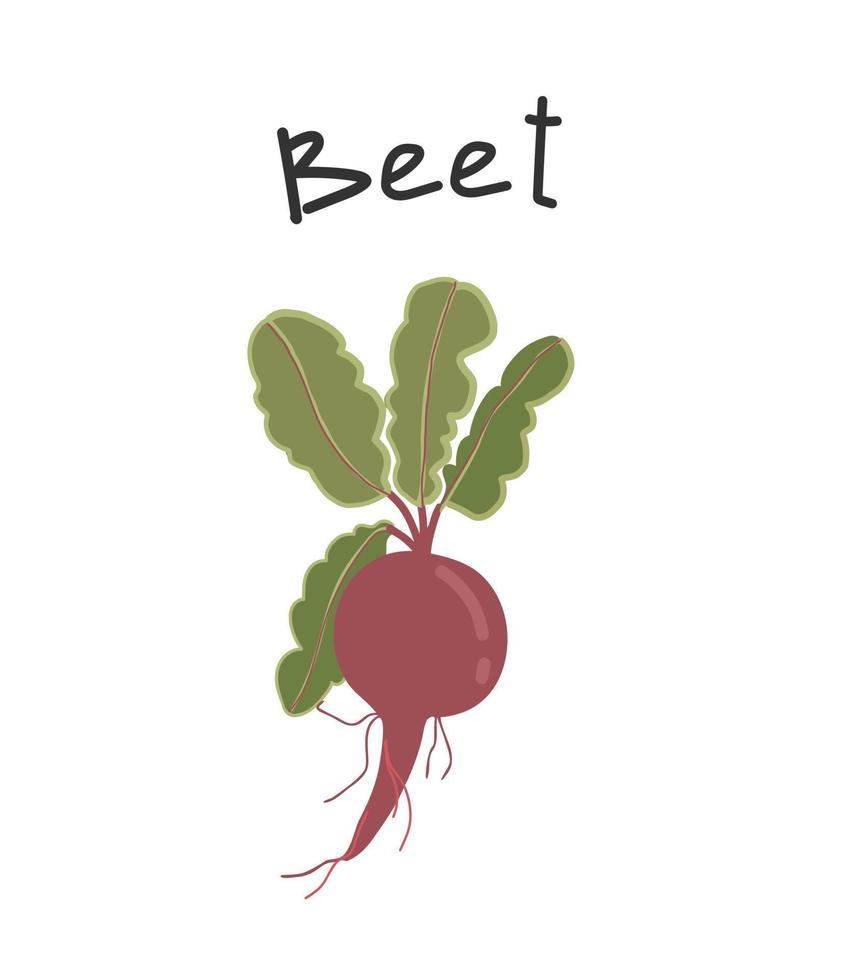 beetroot illustration. Cartoon, hand drawn illustration of root vegetable. Icon for menu, site, web, culinary publics. vector