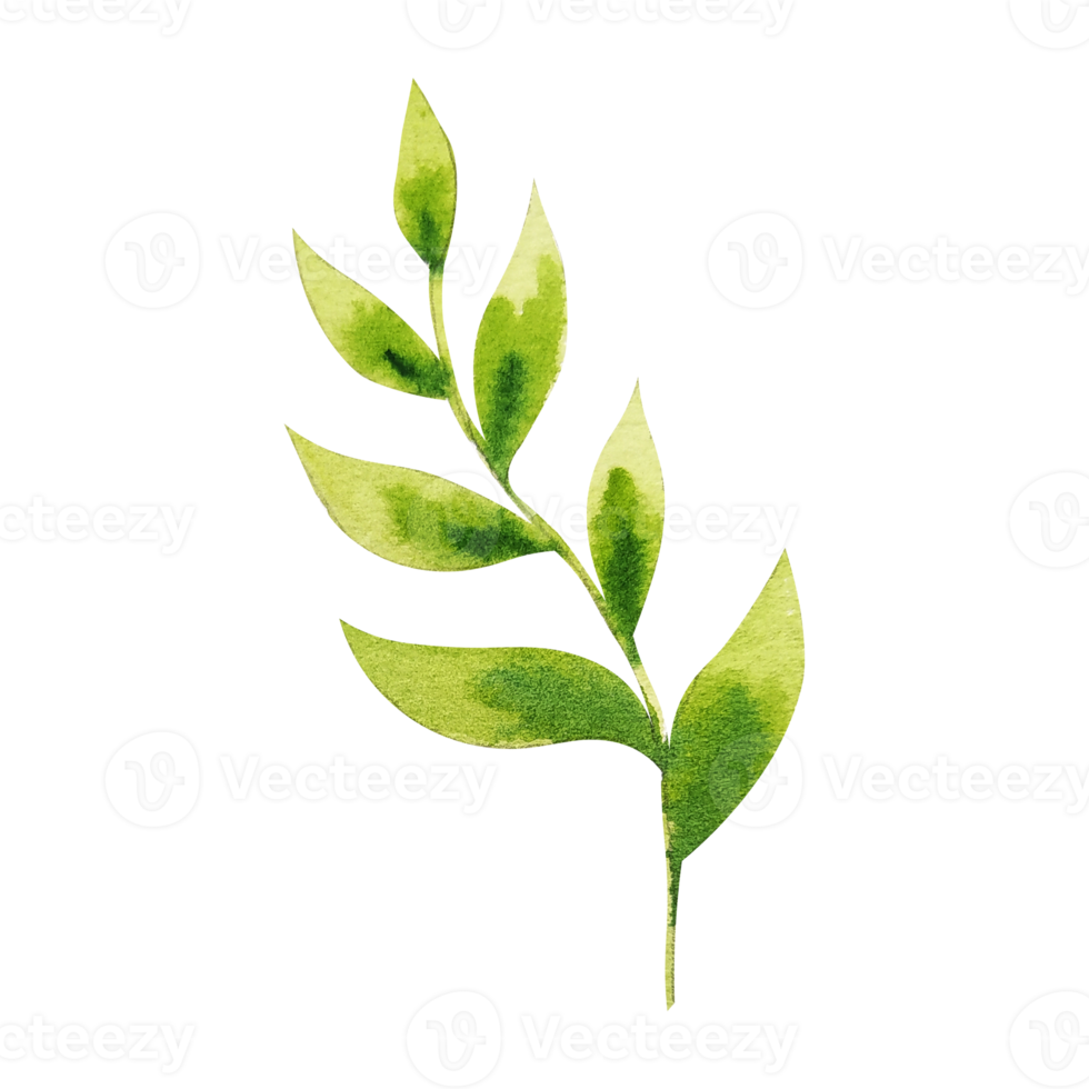 Watercolor green leaf png