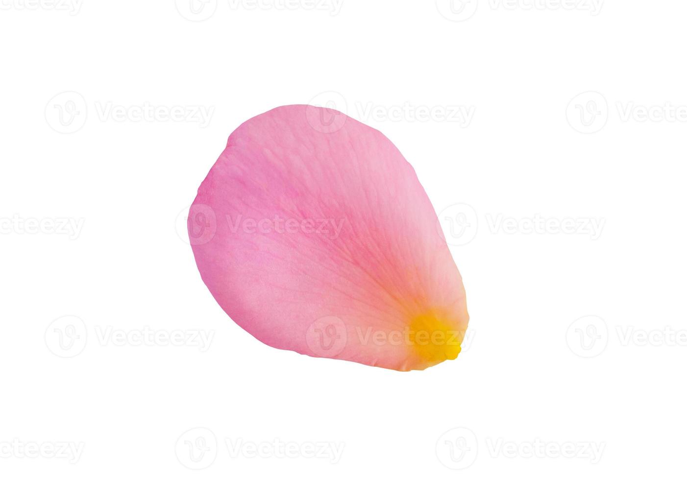 Pink rose petals isolated on white background with clipping path photo