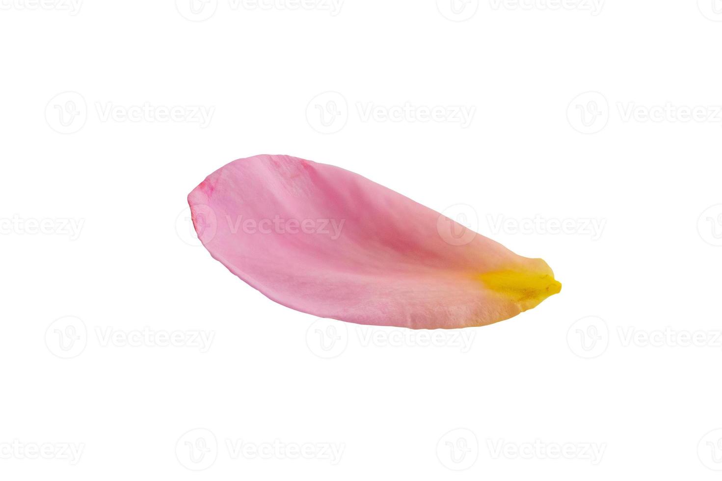 Pink rose petals isolated on white background with clipping path photo