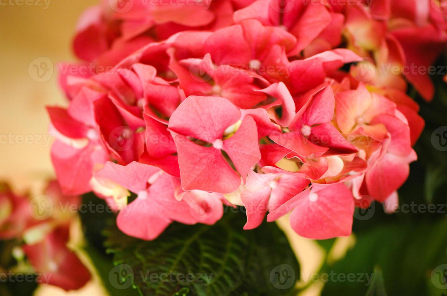 A selective focus shot of red hydrangea photo