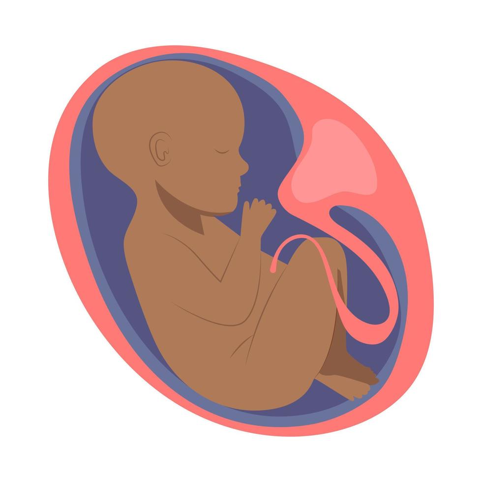 Human embryo inside, infant, small child vector